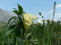 Yellow Himalayan Lily